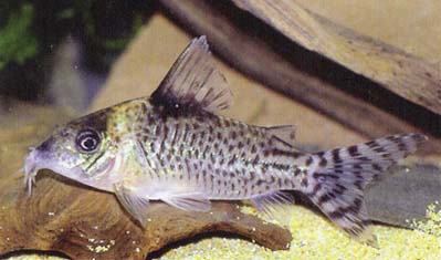 Corydoras sp. C10